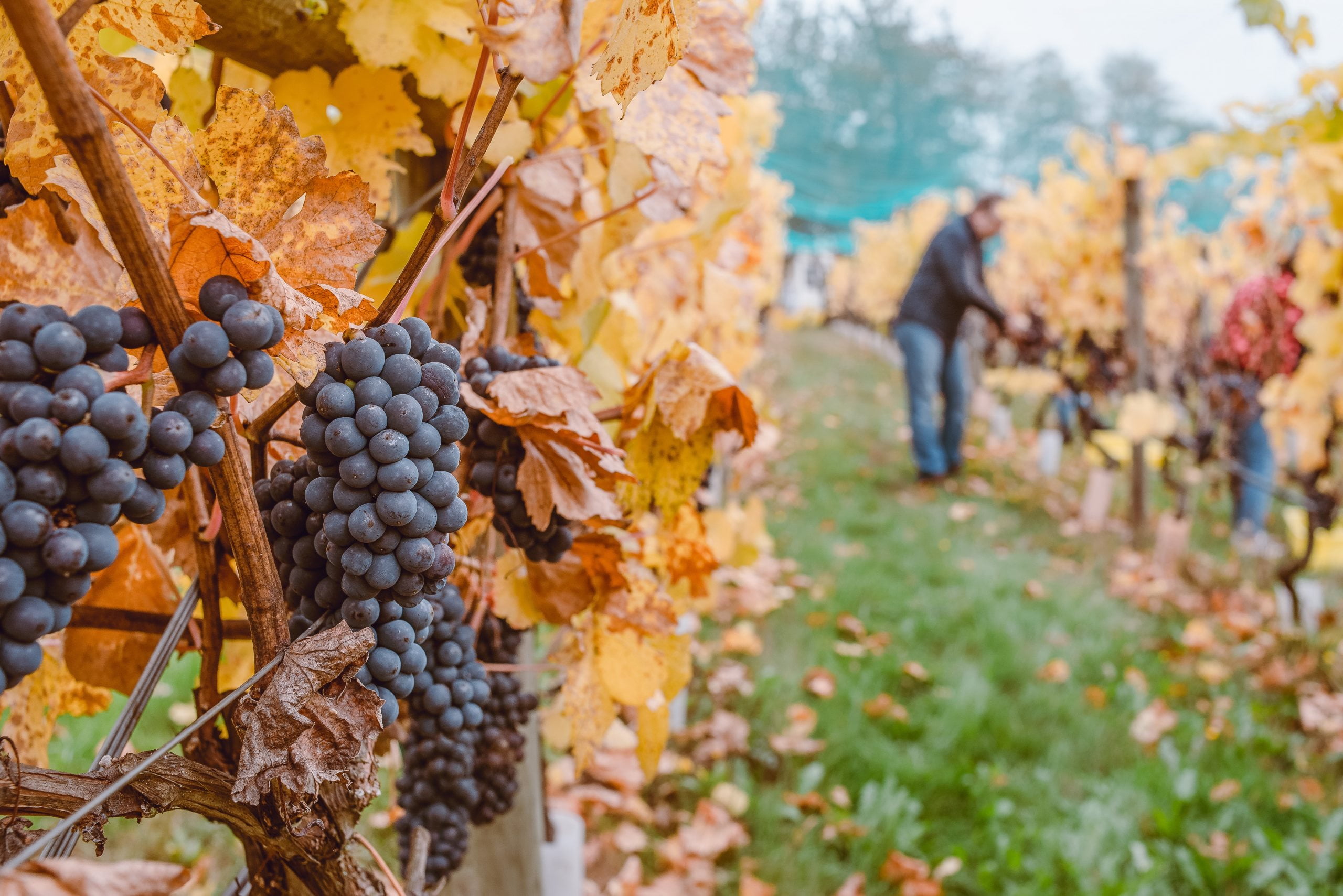 #3 La distribuzione nel settore agricolo: come farla?